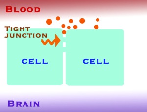 You'll have to use your imagination with this diagram--the blue cells are the cells of a capillary wall. Tight junctions form a seal between the cells of the capillary wall and keep all the riffraff in the blood out of the nearby nervous system.