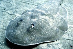 The torpedo ray uses the same molecules that respond to nicotine in our brains to deliver a killer shock to prey and predators. 